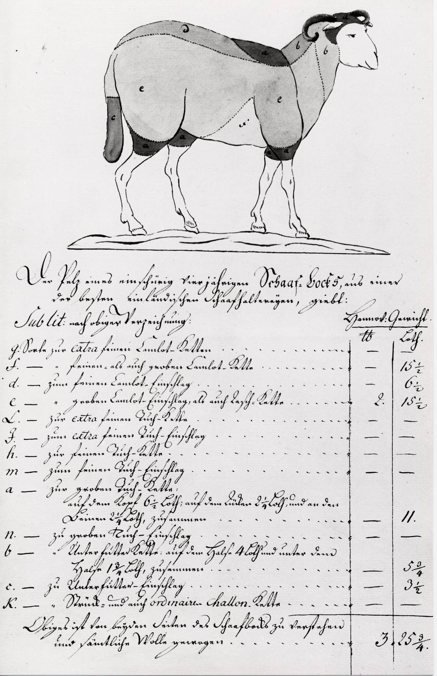 Handzeichnung mit Texterläuterungen zum Wollschaf