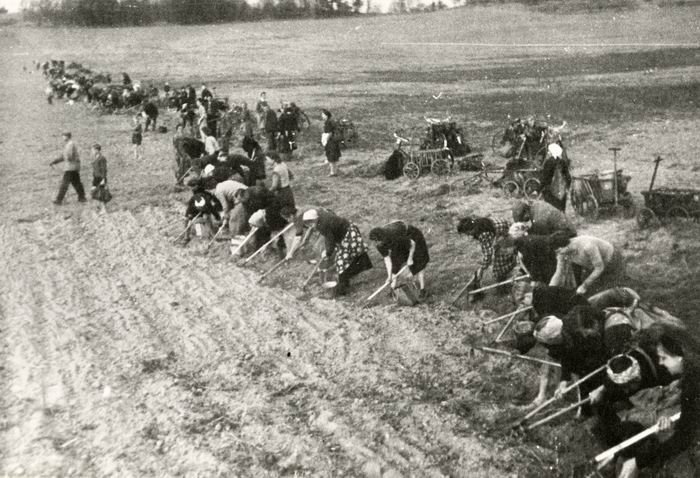 Foto: Stoppeln nach Kartoffeln